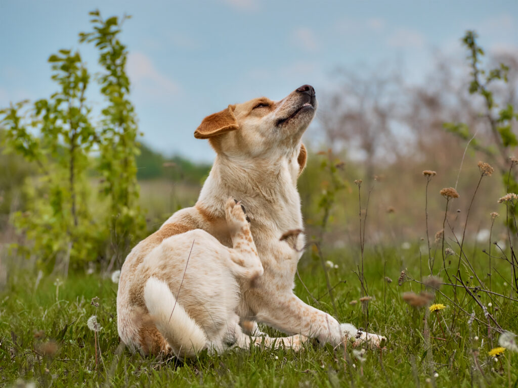 dog allergies