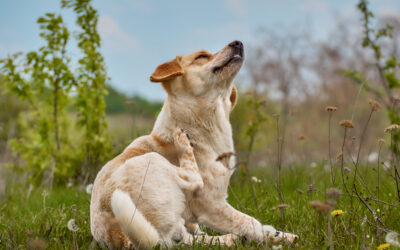 dog allergies