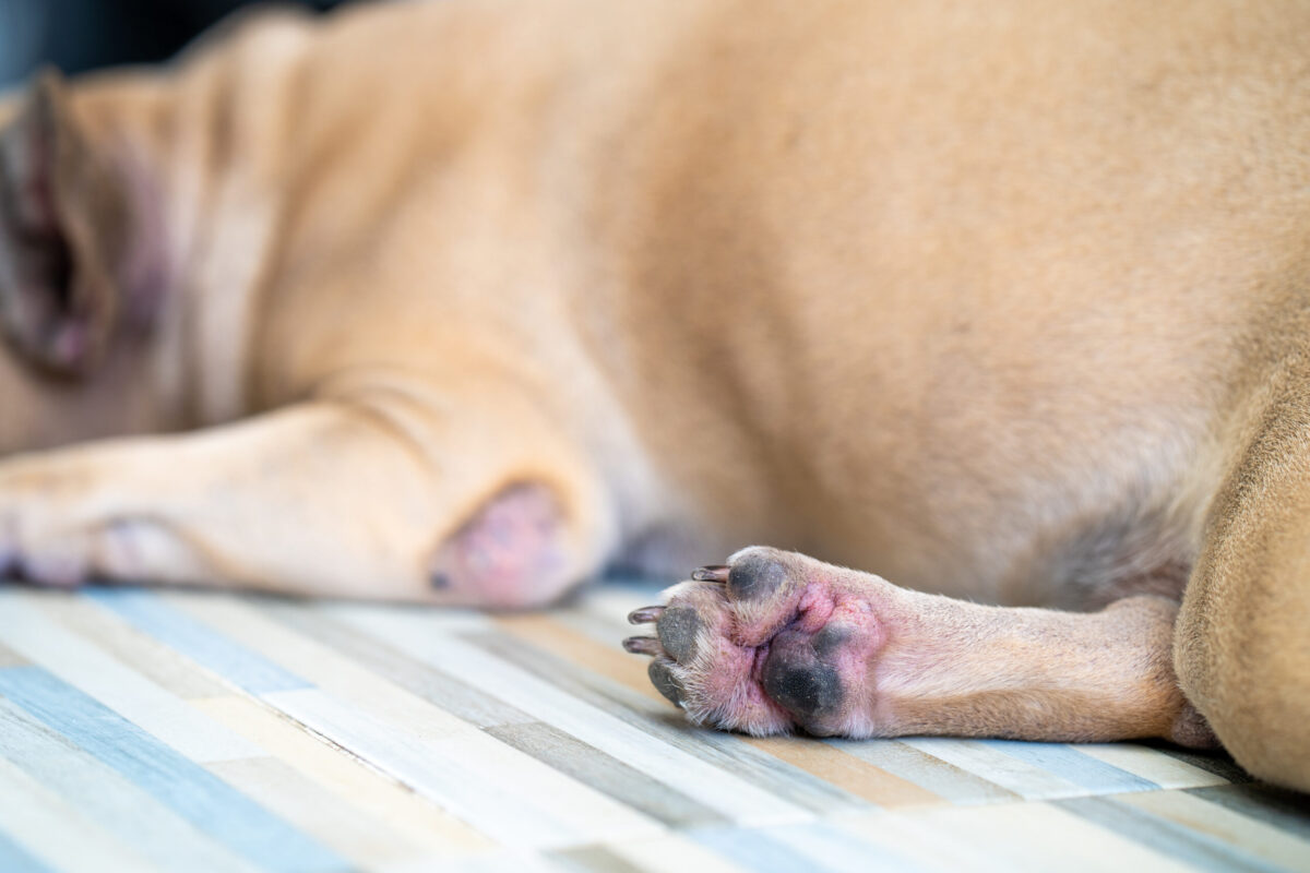 dog allergies paws