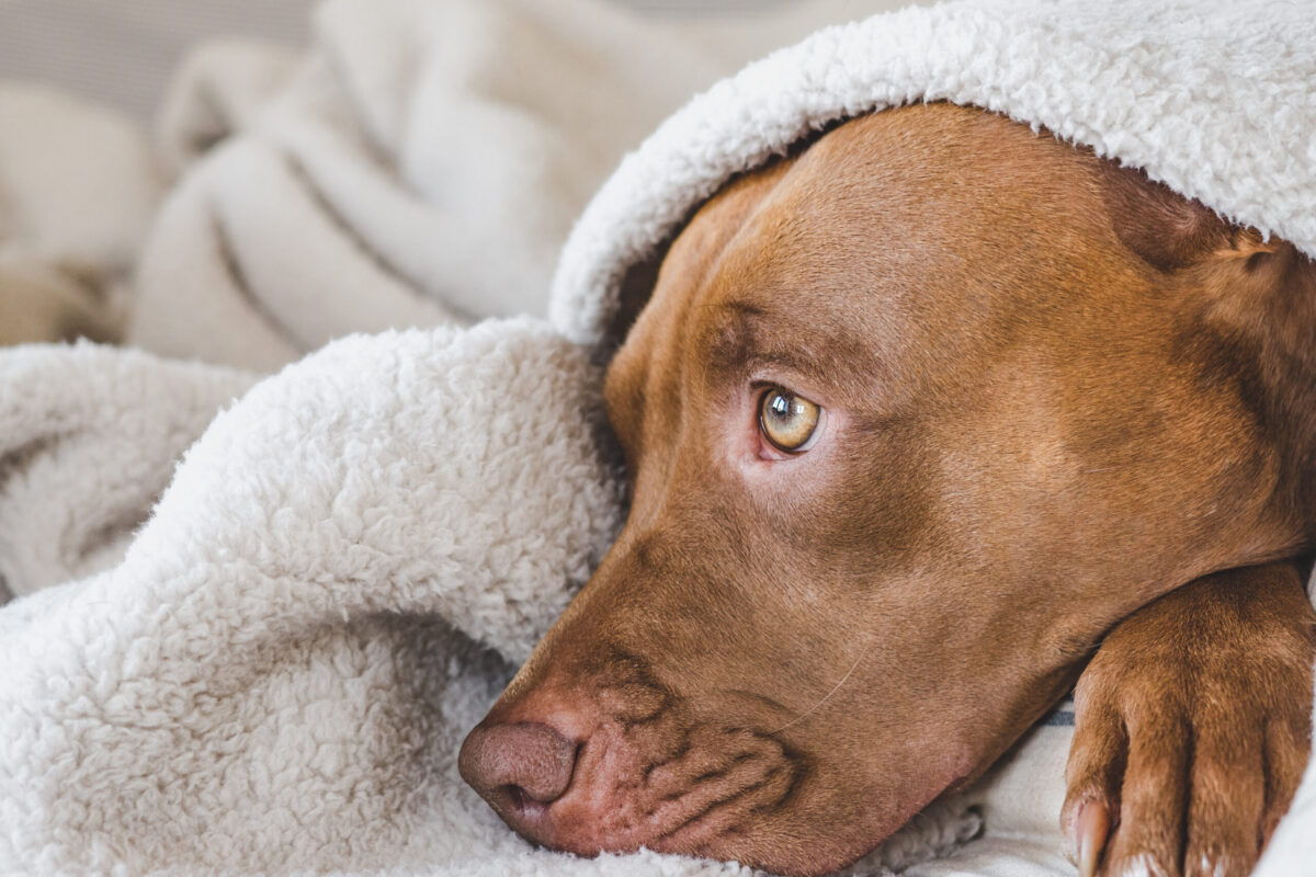 dog with allergies