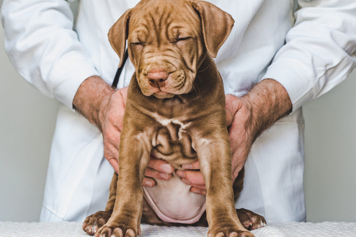 puppy at vet