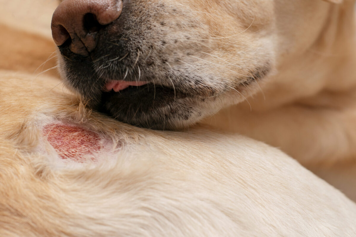 dog skin allergies