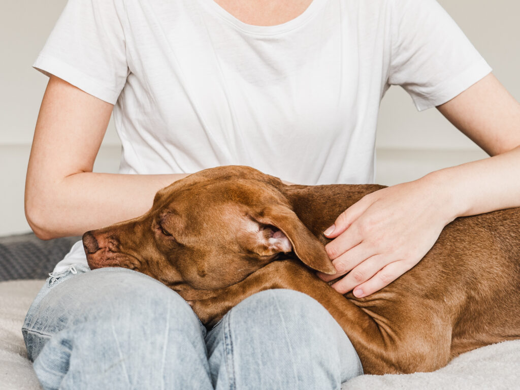 dog gut health