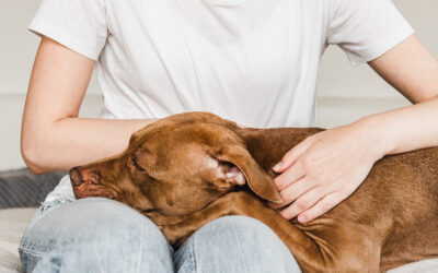 dog gut health